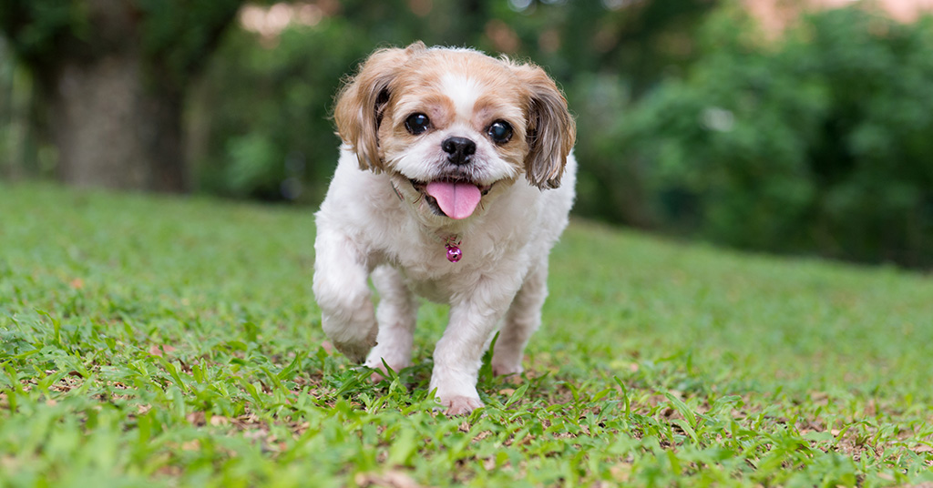 Cute dog in a field of grass