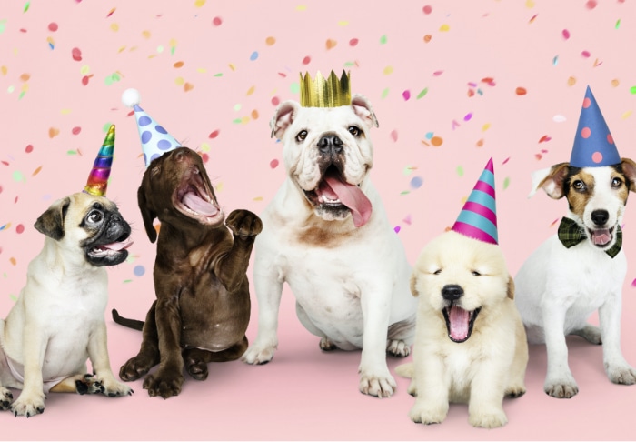dog parties