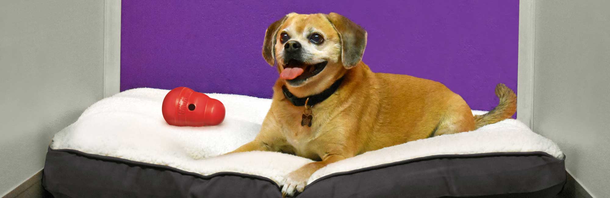 Central Bark dog boarding