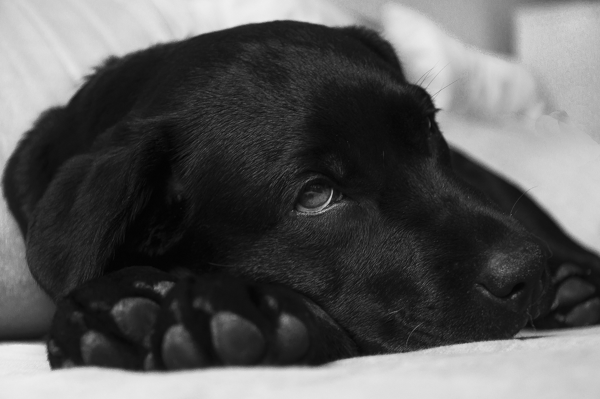 Black labrador sleeping