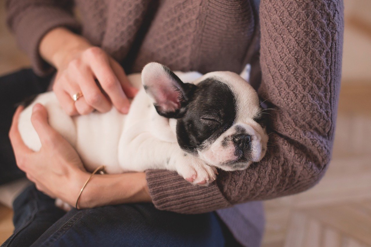 Bringing Home a New Puppy