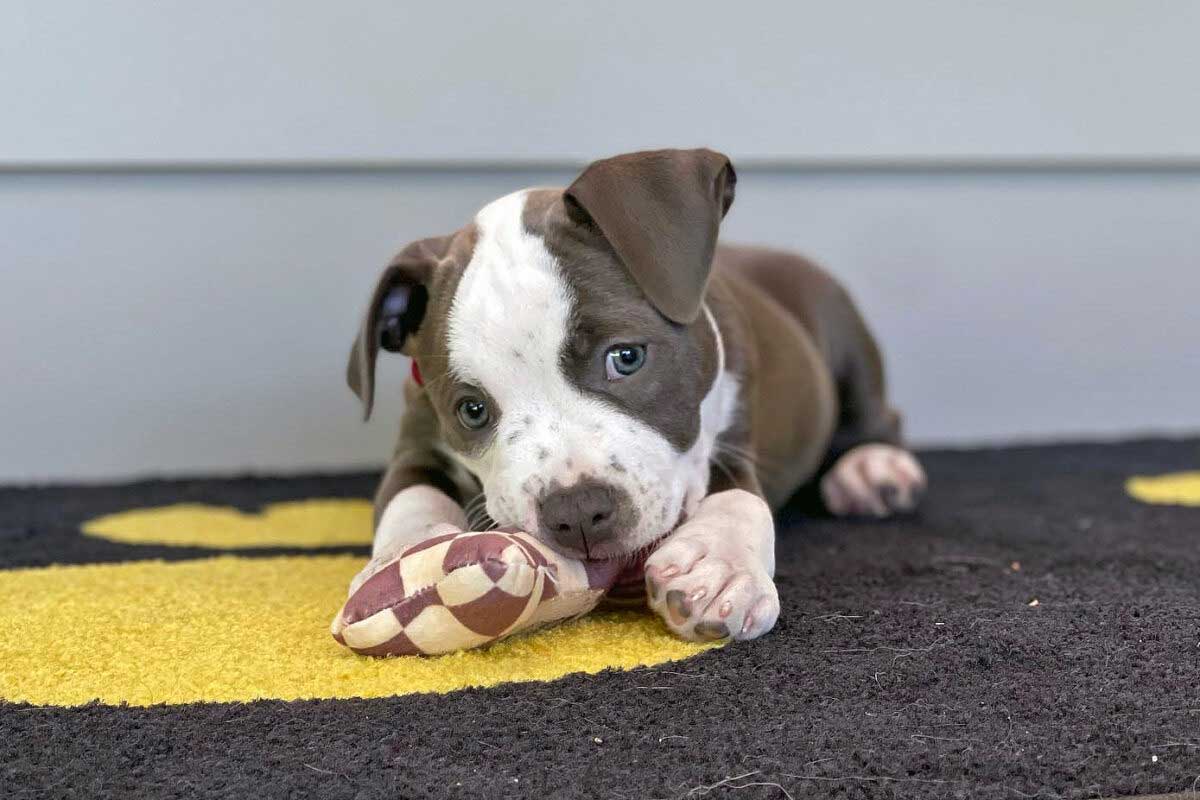 Puppy Training Tips