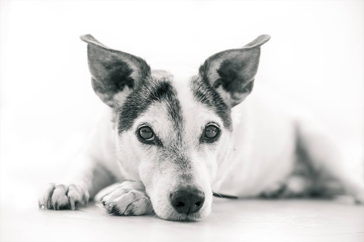 doggy-day-care-not-right-fit-central-bark-blog