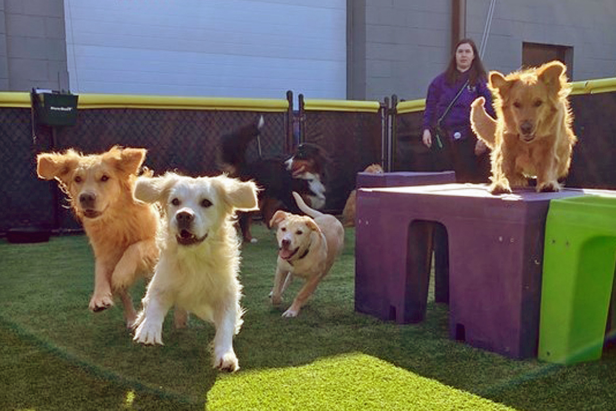 central-bark-dog-socialization class